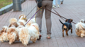 Köpekçilik Kahyası Kursu