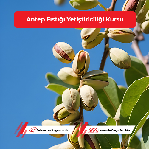 Antep Fıstığı Yetiştiriciliği Eğitimi