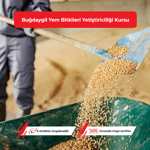Buğdaygil Yem Bitkileri Yetiştiriciliği Eğitimi 