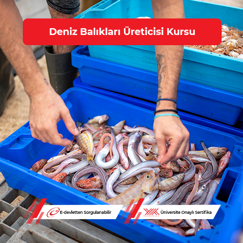 Deniz Balıkları Üreticisi Eğitimi