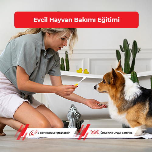 Evcil Hayvan Bakımı Eğitimi