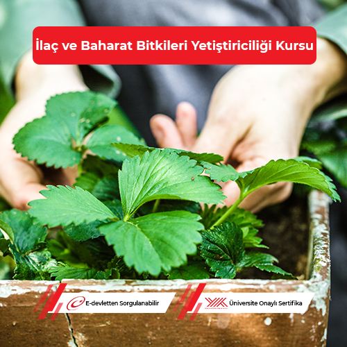 İlaç ve Baharat Bitkileri Yetiştiriciliği Eğitimi