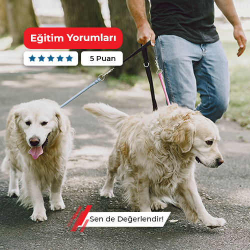 Köpekçilik Kahyası Kursu
