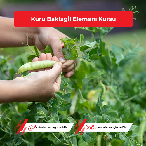 Kuru Baklagil Elemanı Eğitimi