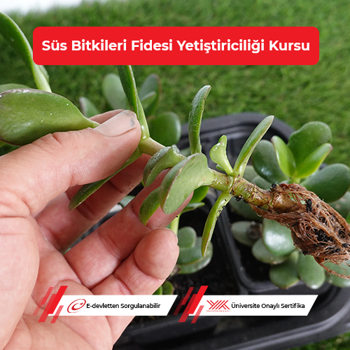 Süs Bitkileri Fidesi Yetiştiriciliği Eğitimi