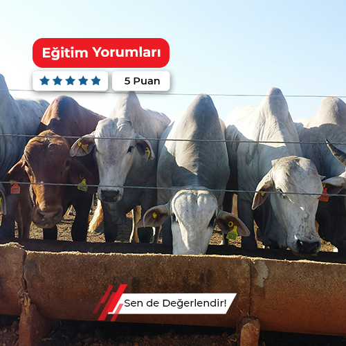 Yörede Hayvan Yetiştiriciliği Kursu
