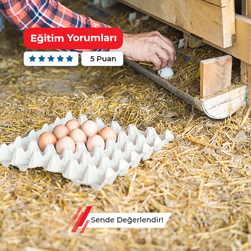 Yumurtacı Tavuk Yetiştiriciliği Kursu