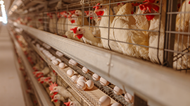 Etlik ve Damızlık Tavuk Yetiştiriciliği Kursu