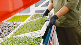 Tohum Hazırlama, İlaçlama ve Paketleme Eğitimi